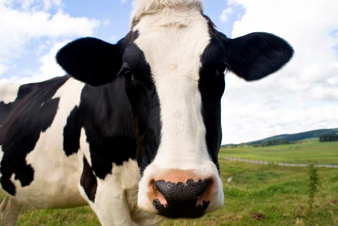 Livestock production